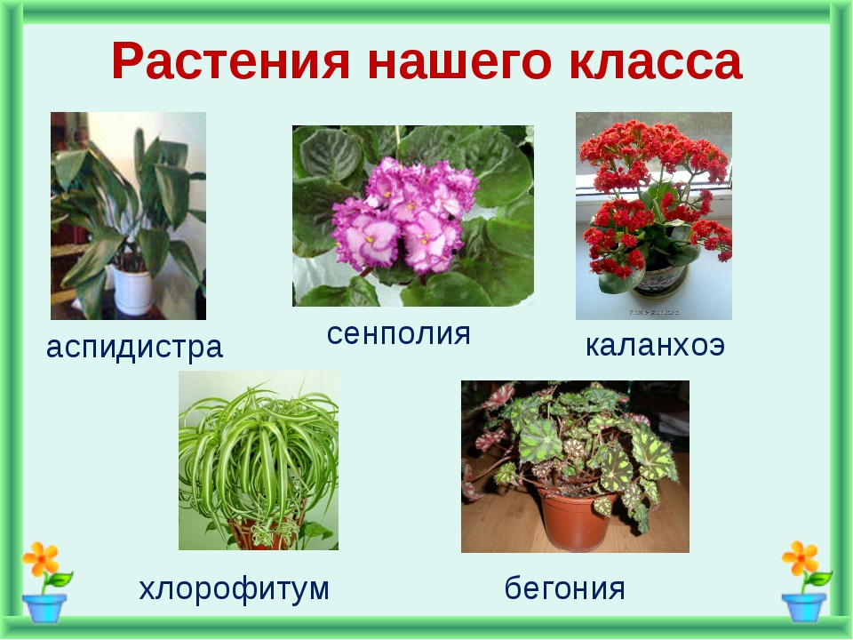 Название цветка с большой буквы. Комнатные растения названия. Комнатные растения в классе. Комнатные растения 2 класс. Комнатные растения 2 класс окружающий мир.