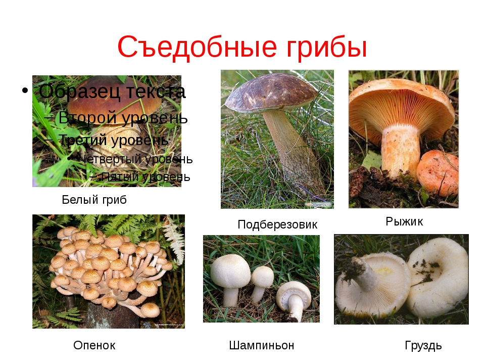Назовите виды грибов. Съедобные грибы. Название съедобных грибов. Картинки съедобных грибов с названиями. Грибы: съедобные и несъедобные.