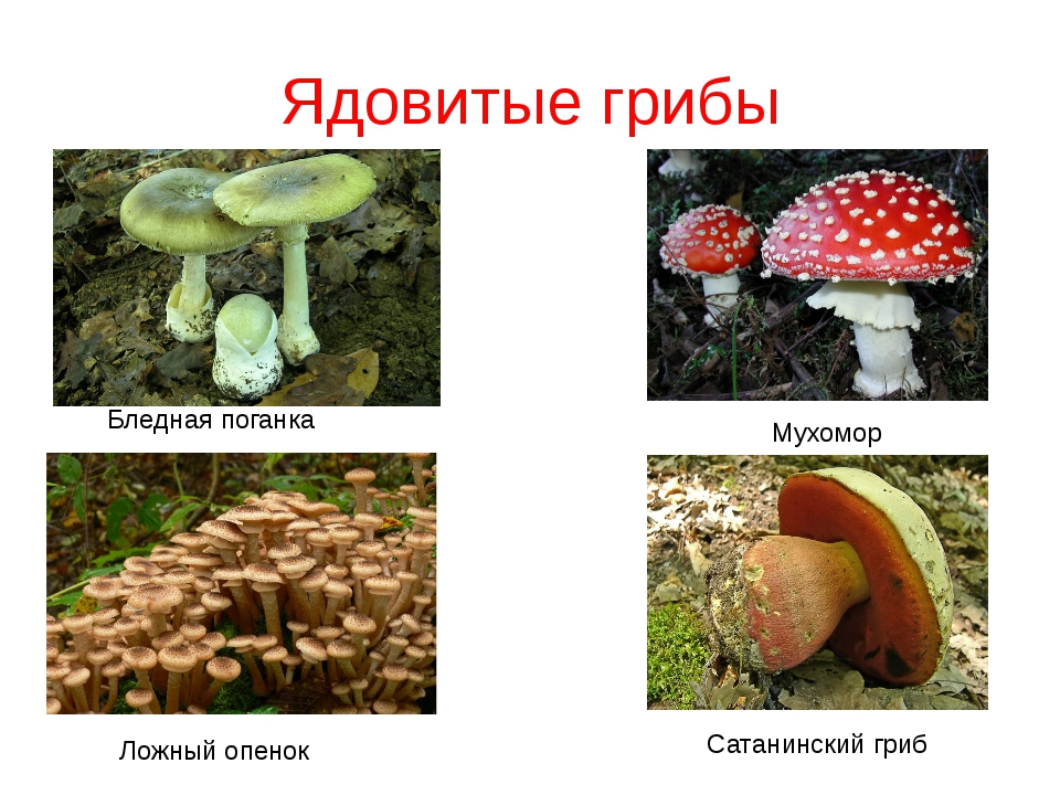 Какие грибы не способны