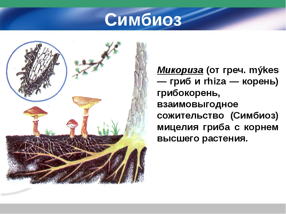 Примеры симбиоза у растений. Микориза для растений. Микориза гриба и корня. Микориза у мхов. Что такое микориза в биологии грибы.