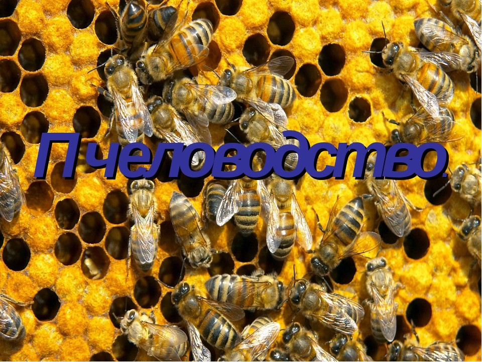 3 пчелы 3 дома. Животноводство пчелы. Отрасль пчеловодства. Пчеловодство отрасль животноводства. Пчеловодство проект.