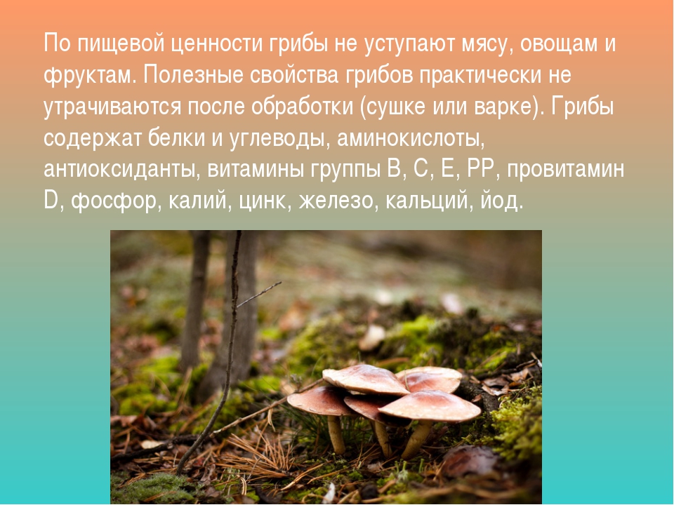 Грибы для людей и природы. Полезные грибы. Полезные грибы для человека. Свойства грибов. Полезные и неполезные грибы.