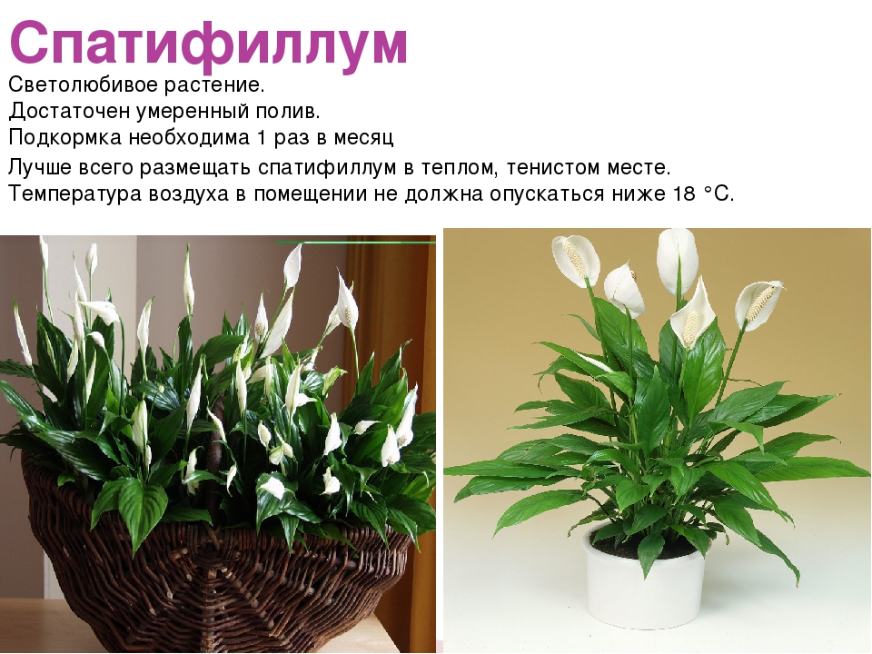 Солнцелюбивые комнатные растения фото и название и описание
