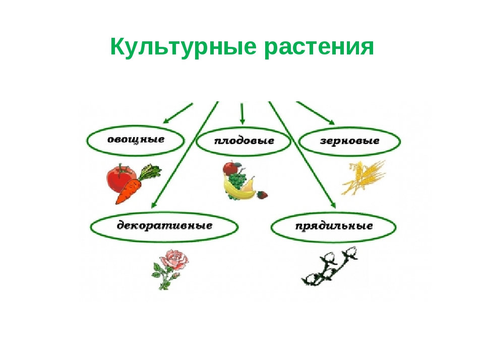 Разнообразие культурных растений 3 класс окружающий. Культурные растения. Виды культурных растений. Схема классификации культурных растений. Культурные растения делятся на.