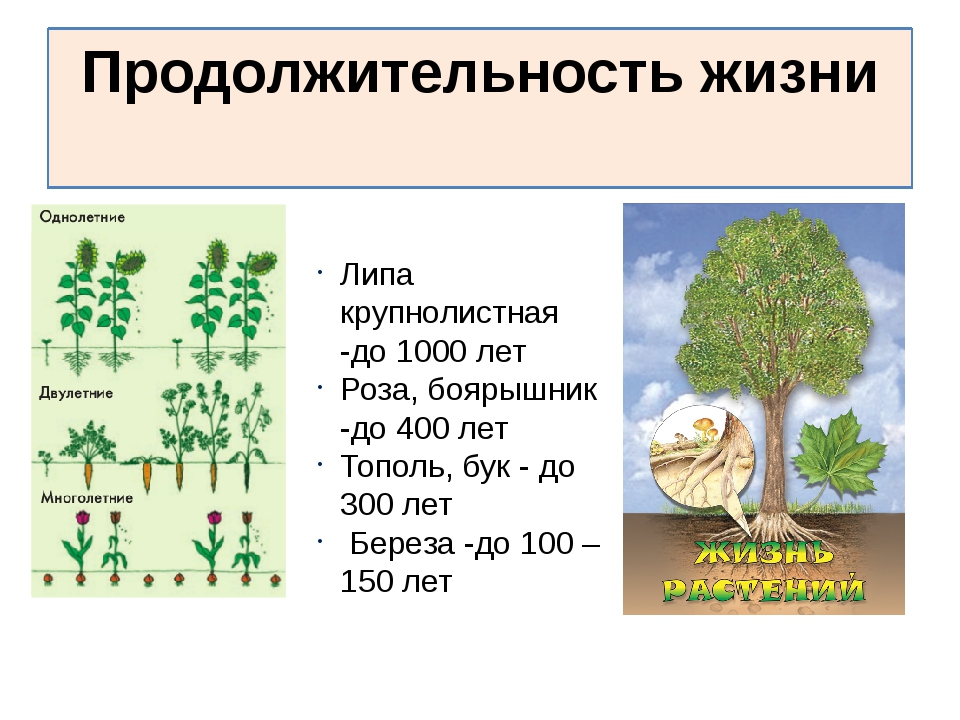 Липа живет лет. Продолжительность жизни растений. Продолжительность жизни растений и деревьев. Деревья по продолжительности жизни. Срок жизни растений.
