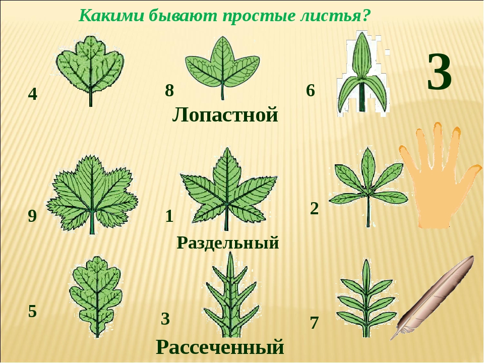 Простые листья биология 6 класс. Лопастные раздельные рассеченные листья. Тройчато лопастной лист. Тройчато рассеченный лист. Пальчато лопастные.