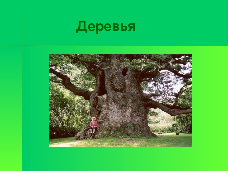 Сколько живет дуб. Сколько лет живет дуб в России. Сколько живет дерево дуб. Дерево живое и неживое.