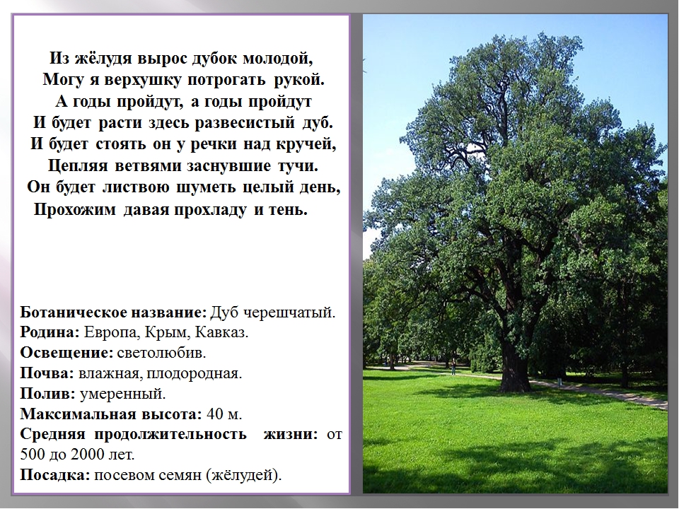 Я живу в россии где дубы песня. Сообщение о дубе. Дуб дерево описание. Легенда о дубе. Информация про дерево дуб для детей.