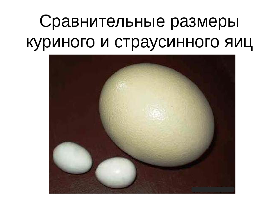 Размер яиц кур. Сравнительные Размеры яиц. Диаметр куриного яйца. Какой размер у куриного яйца. Размер яйца курицы.