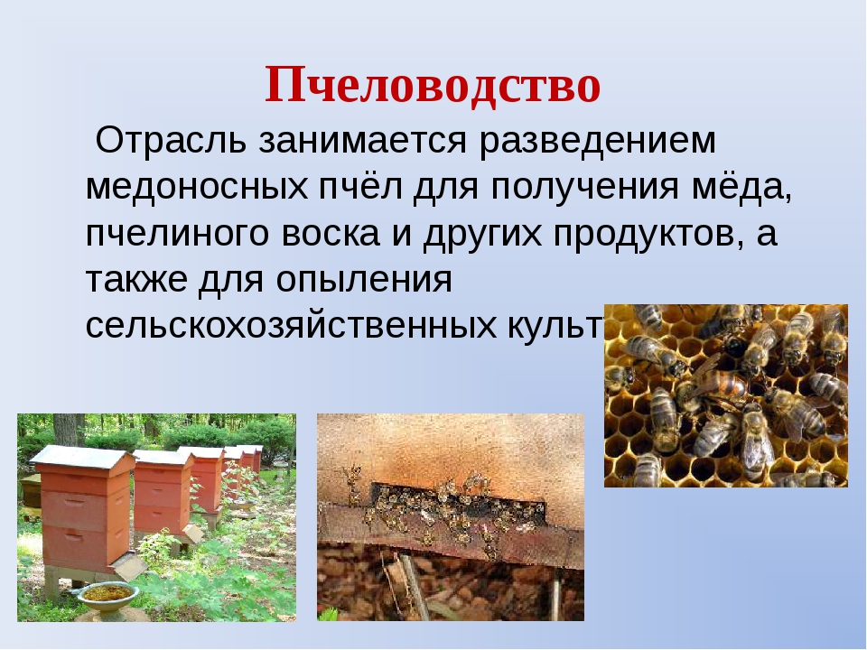 Пчеловодство доклад 3 класс. Пчеловодство презентация. Пчеловодство доклад. Отрасль пчеловодства. Пчеловодство отрасль животноводства.