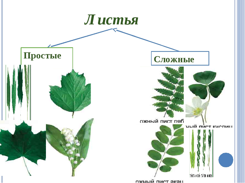 Чем отличается лист от других растений. Сложные листья. Простые и сложные листья. Растения со сложными листьями. Простые и сложные листья схема.