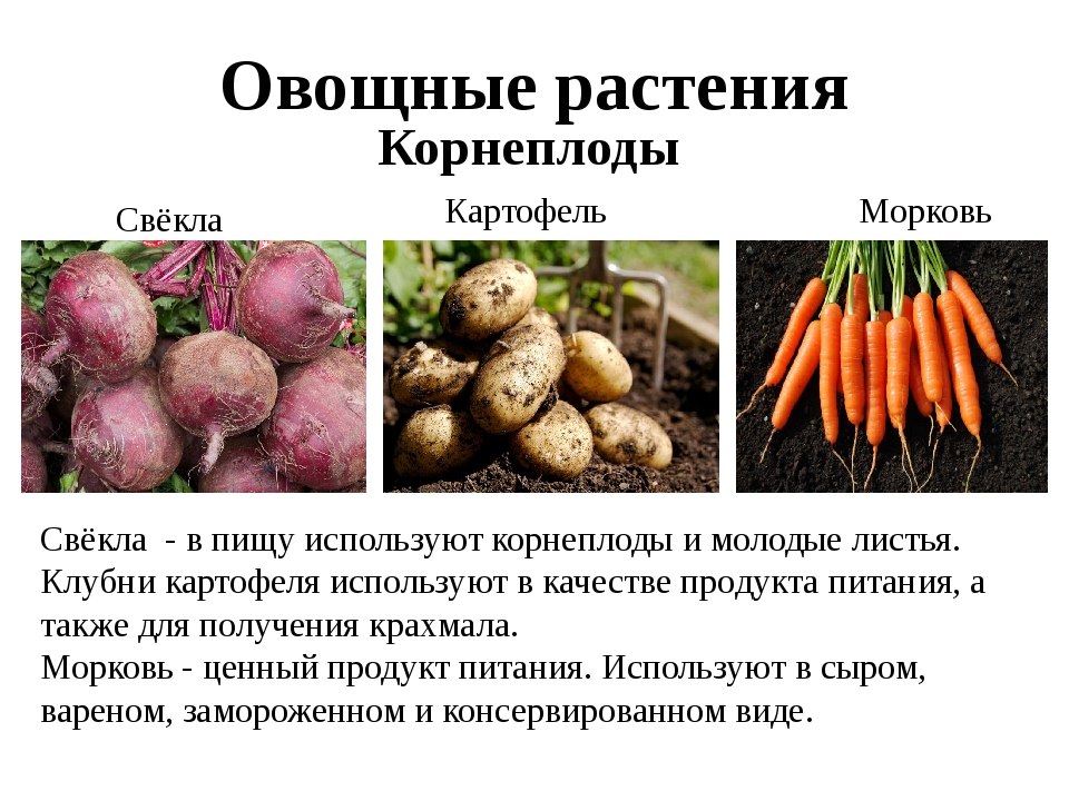 Морковь это овощная культура