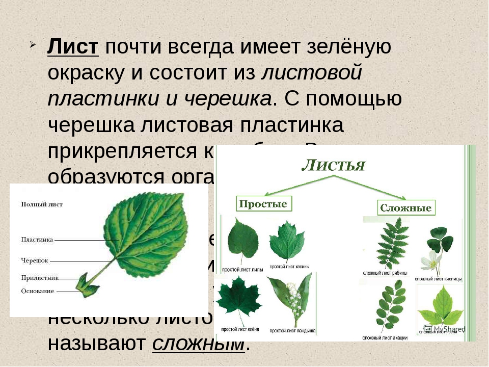 Характеристика листа. Описание листа. Листовая пластинка состоит из. Форма листовой пластинки липы. Простой лист состоит.