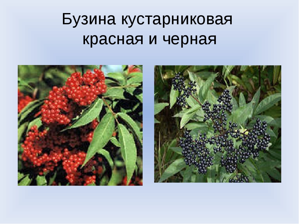 Как отличить черную. Бузина черная ядовитое растение. Ядовитые ягоды Бузина. Бузина черная ягода листья. Бузина красная ядовитая.