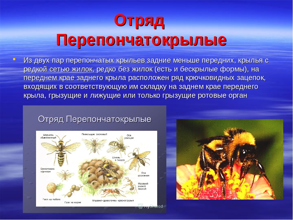 Какой тип развития характерен для муравья. Отряд Перепончатокрылые пчелы. Отряд Перепончатокрылые строение крыльев. Представители перепончатокрылых насекомых. Представители перепончатокрылых.