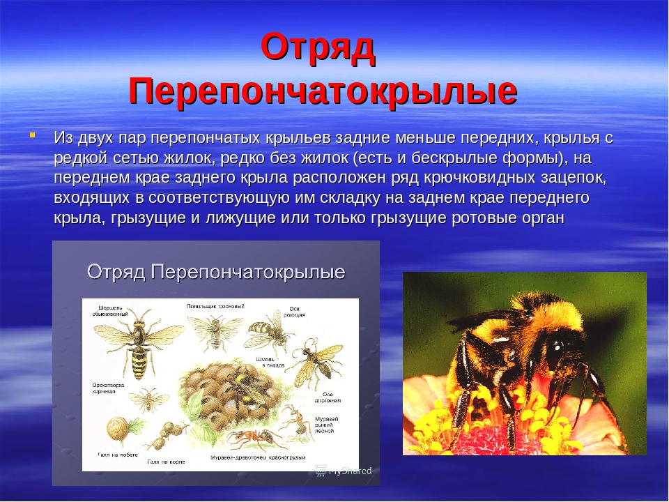 Пчела полное или неполное. Отряд Перепончатокрылые пчелы. Отряд Перепончатокрылые строение крыльев. Представители перепончатокрылых насекомых. Представители перепончатокрылых.