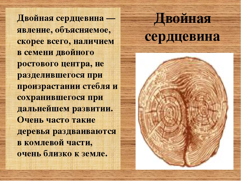 Влияние на качество древесины. Пороки древесины двойная сердцевина. Пороки строения древесины сердцевина. Пороки строения древесины двойная сердцевина. Пороки древесины строение древесины двойная сердцевина.