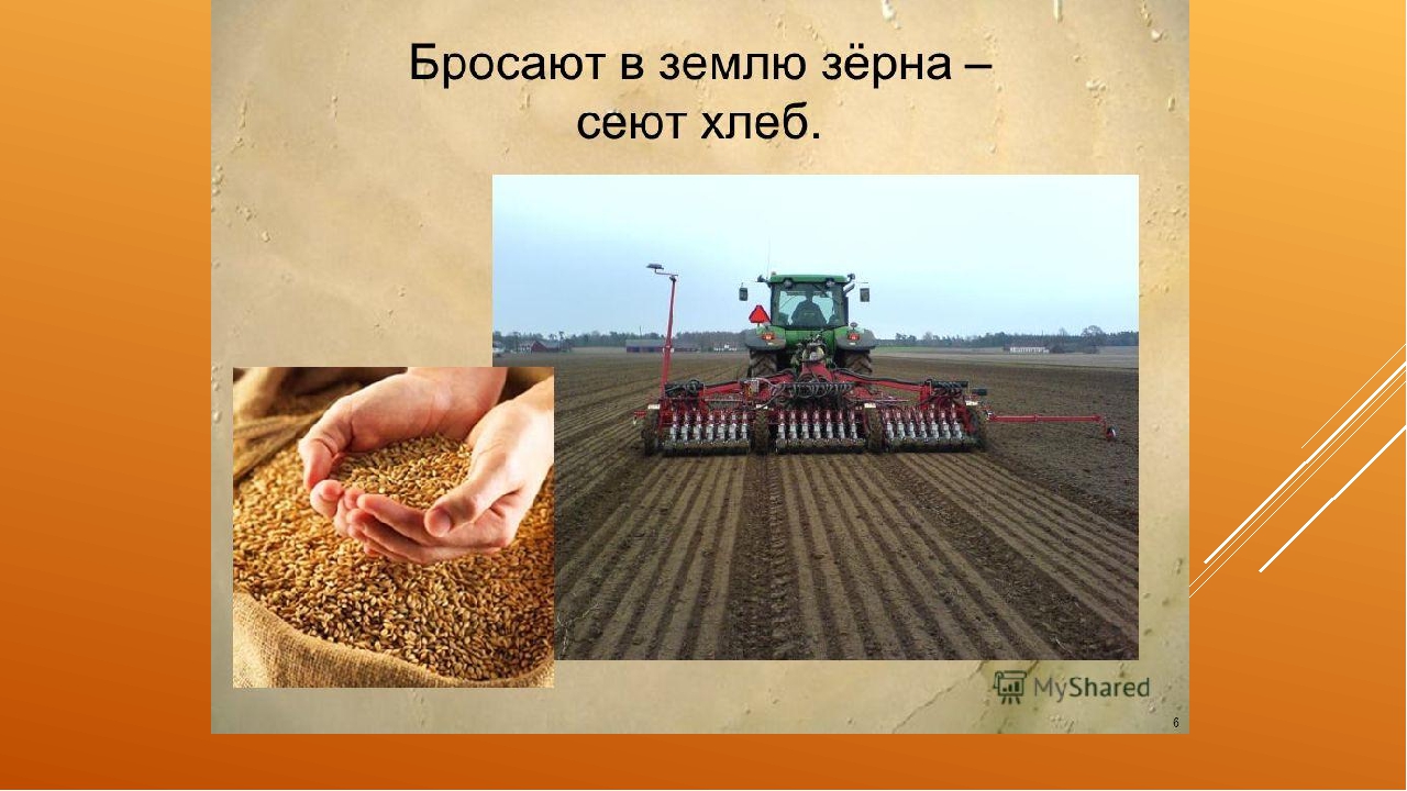 Зерно сеют или сеят как правильно. Посев зерна. Выращивание хлеба. Сеют хлеб. Хлеборобы сеют зерно.
