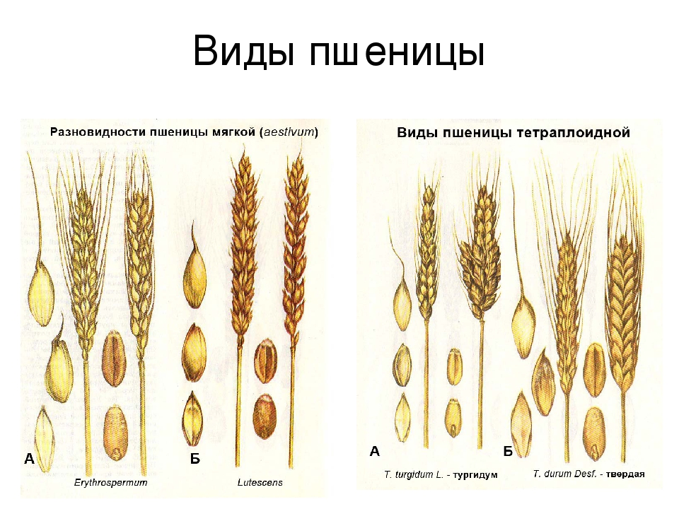 Какие виды пшеницы вы знаете