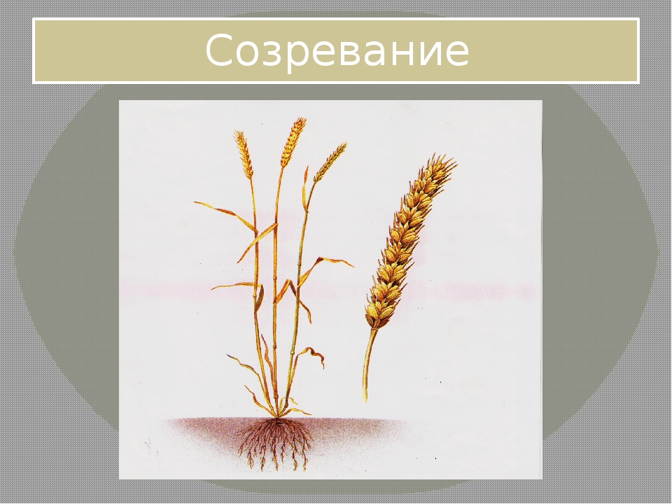 Пшеница растение. Строение колоска ржи. Строение пшеницы. Корень ржи. Жито корень
