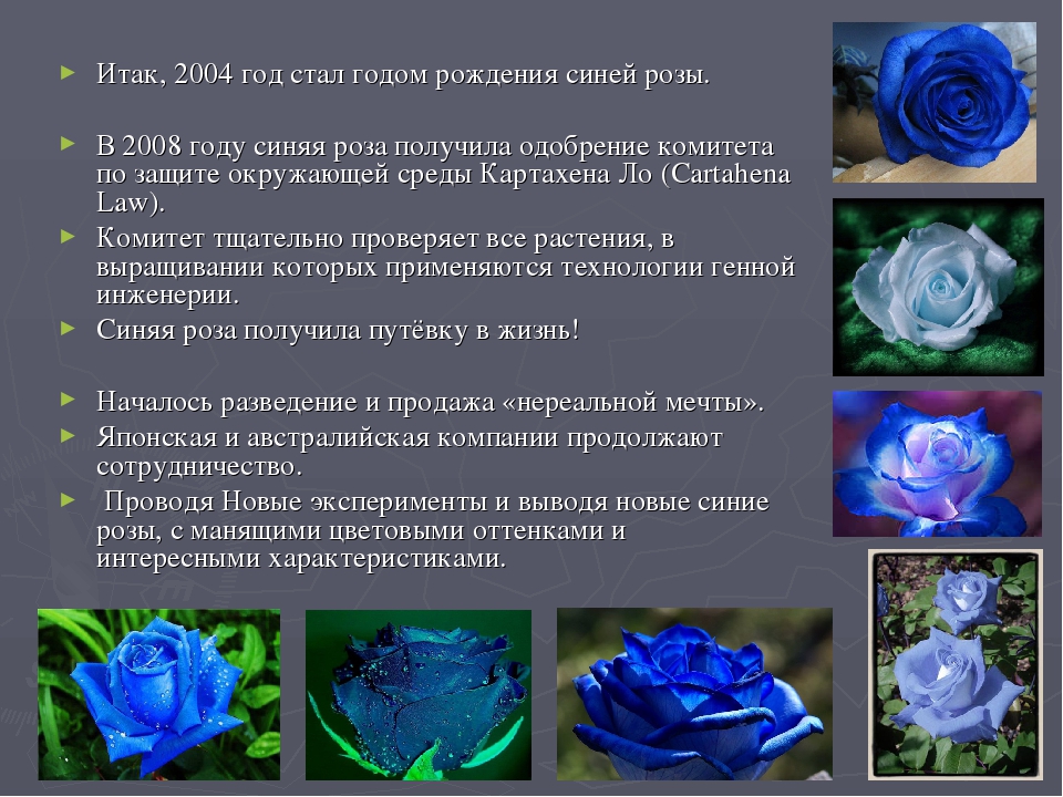 Синие цветы на языке цветов. Синие розы значение цветов. Синие розы значение на языке цветов.