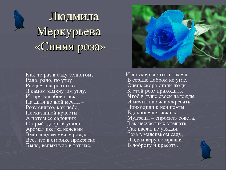 Текст розочка. Стихотворение про голубой цвет. Стих про синие розы. Голубые розы стихи.