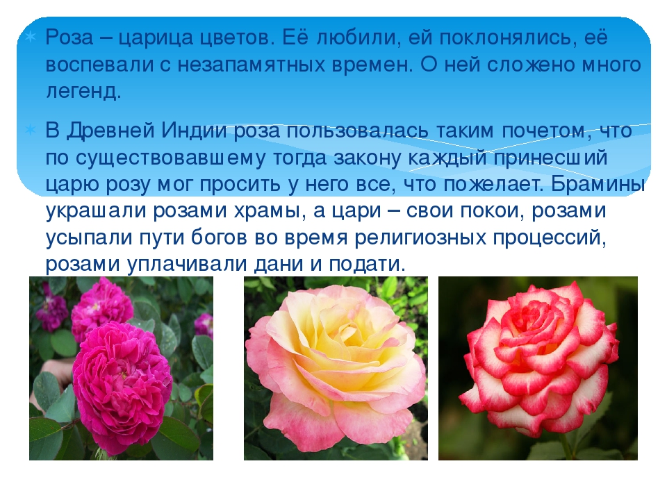 Роза делиция фото описание