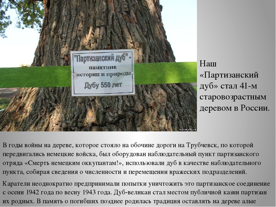 Почему дуб является памятником живой природы. Дуб интересные факты для детей. Интересные факты о дубе. Сообщение о дубе. Дуб дерево описание.