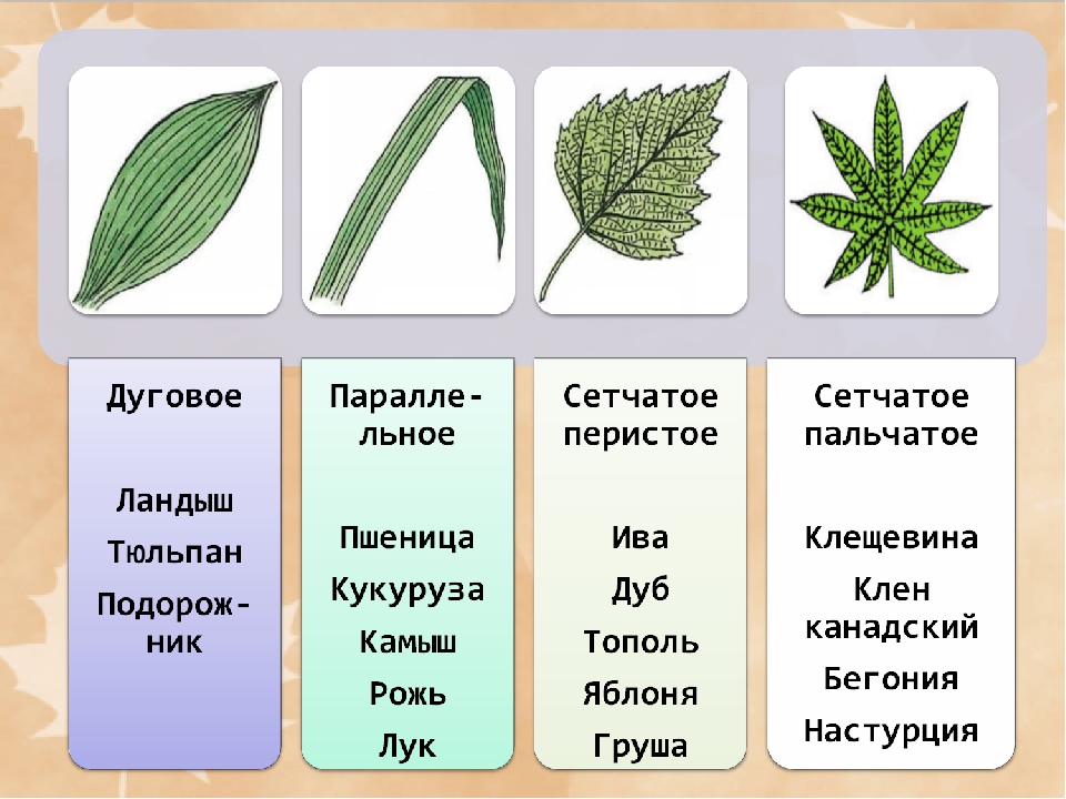 Типы жилкования листа 6 класс. Типы жилкования листьев 6 класс. Типы жилкования листьев у растений. Типы жилкования листа 6 класс биология.