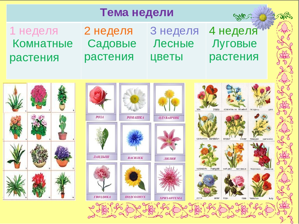 Садовые группы растений. Цветы для дошкольников. Растения для дошкольников. Тема цветы для дошкольников. Тема недели растения.
