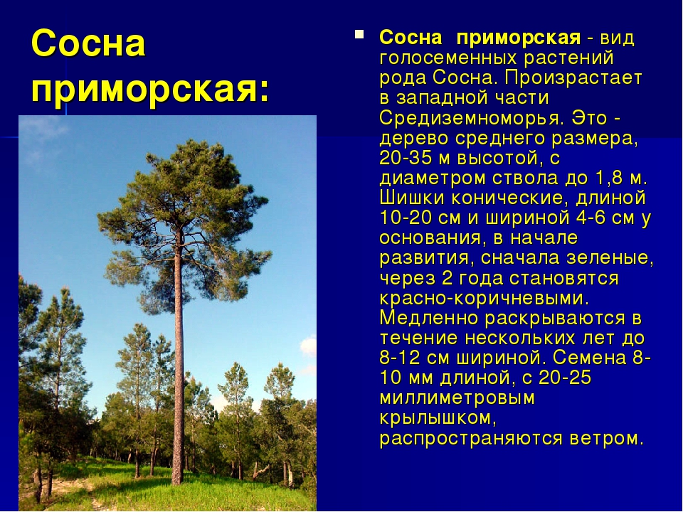 Признаки сосны. Сосна представитель голосеменных растений. Доклад про сосну. Сообщение о голосеменных растениях. Сосна голосеменное растение.