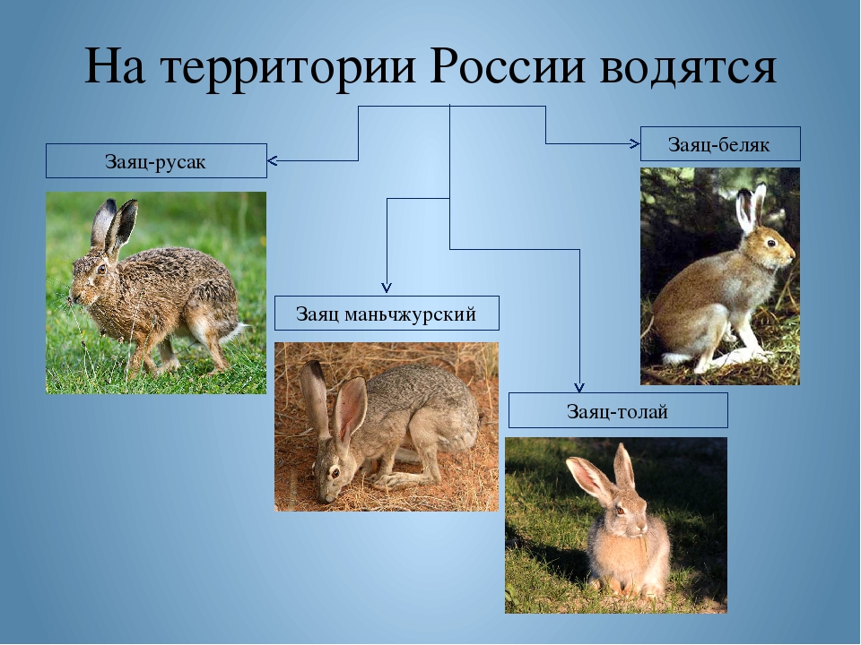Виды зайцев фото с названиями в россии