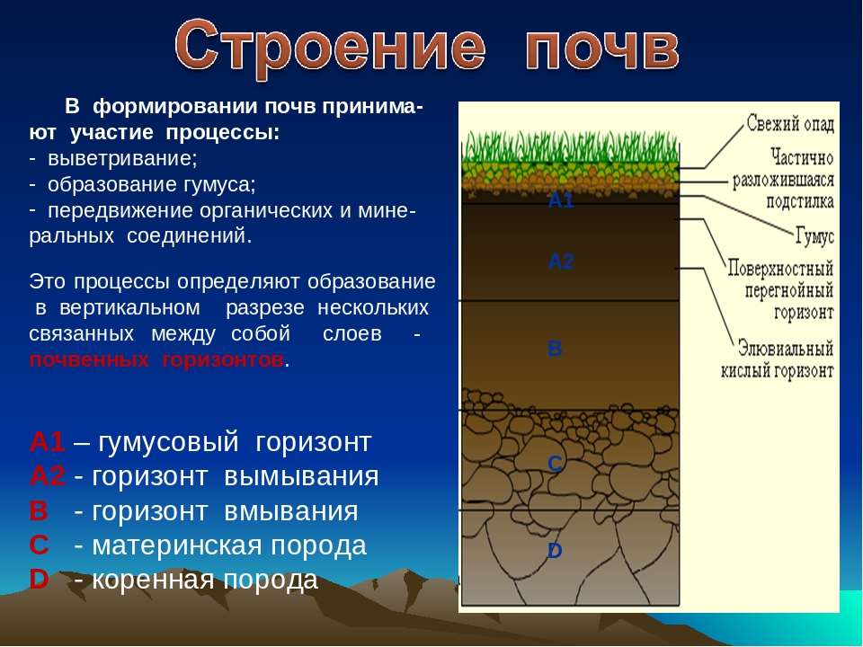 Перегной гумус образуется из. Строение почвы. Формирование почвы. Почва формируется. Состав и строение почвы.