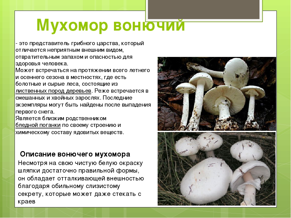 Бледная поганка доклад. Ядовитые грибы мухомор вонючий. Белая поганка мухомор вонючий. Мухомор вонючий, или белая поганка (Amanita virosa) с. Бледная поганка гриб.