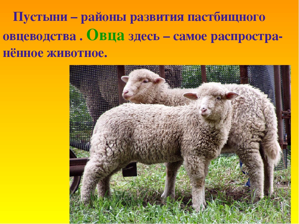 Овца 8. Районы развития овцеводства. Интересные факты про овец. Окружающий мир овца. Информация о овце.