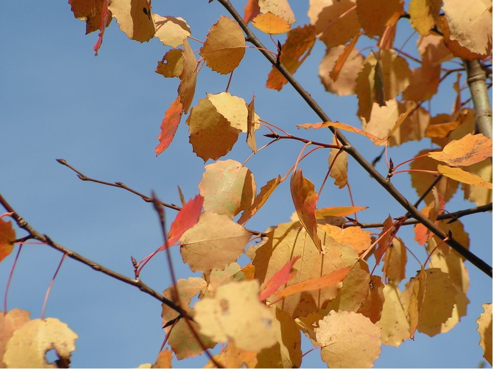 Осина без листьев. Лист осины. Листья тополя осенью. Листья осины осенью. Осенний осиновый лист.