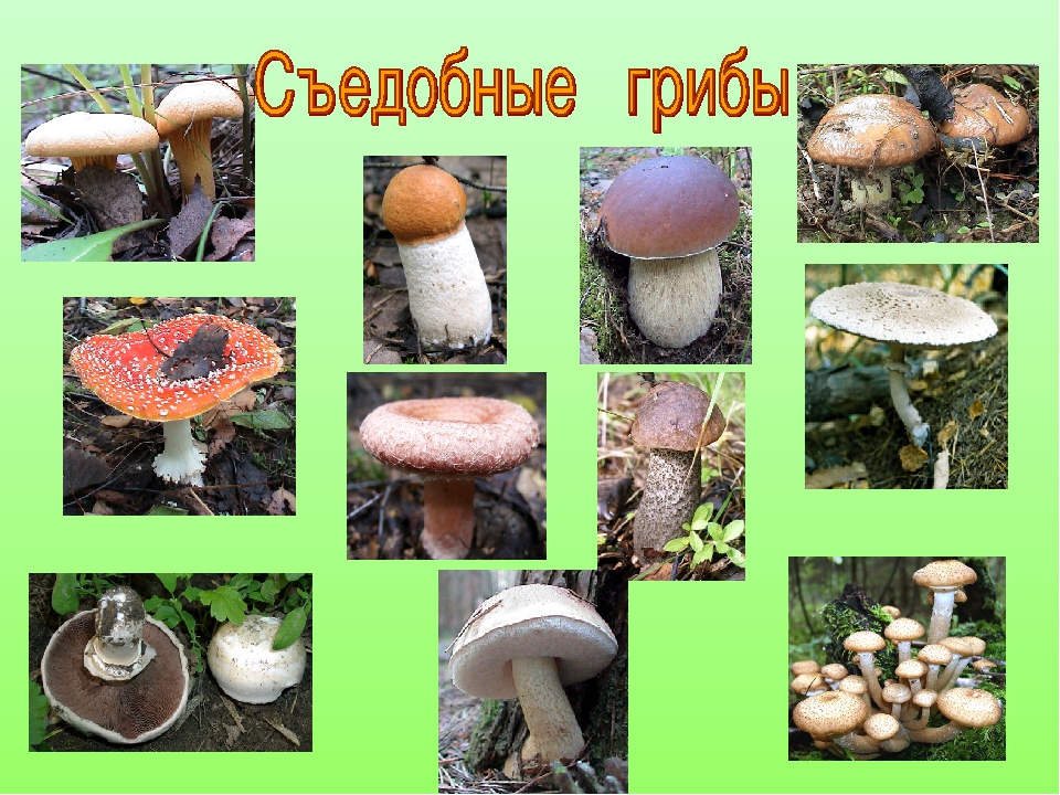 Виды грибов и их названия и фото