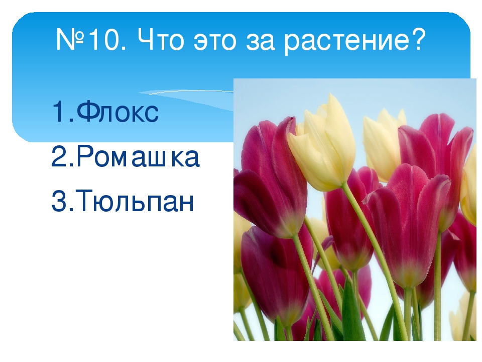 Презентация чудесные цветники презентация 1 класс