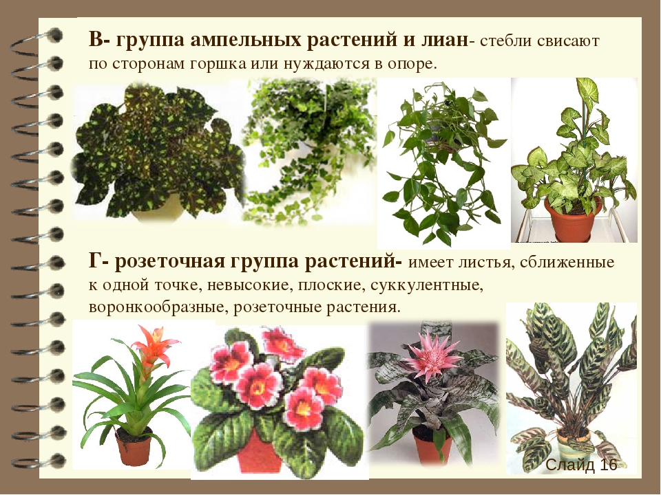 Комнатные растения список с фото и названиями и описанием