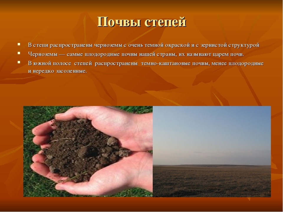 Какие почвы в степях россии. Черноземовидные почвы степей. Степная почва. Почвы Степной зоны. Зона степей почва.