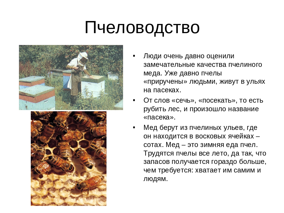 Пчеловодство доклад 3 класс. Пчеловодство презентация. Сообщение о пчеловодстве. Пчеловодство доклад. Животноводство Пчеловодство.