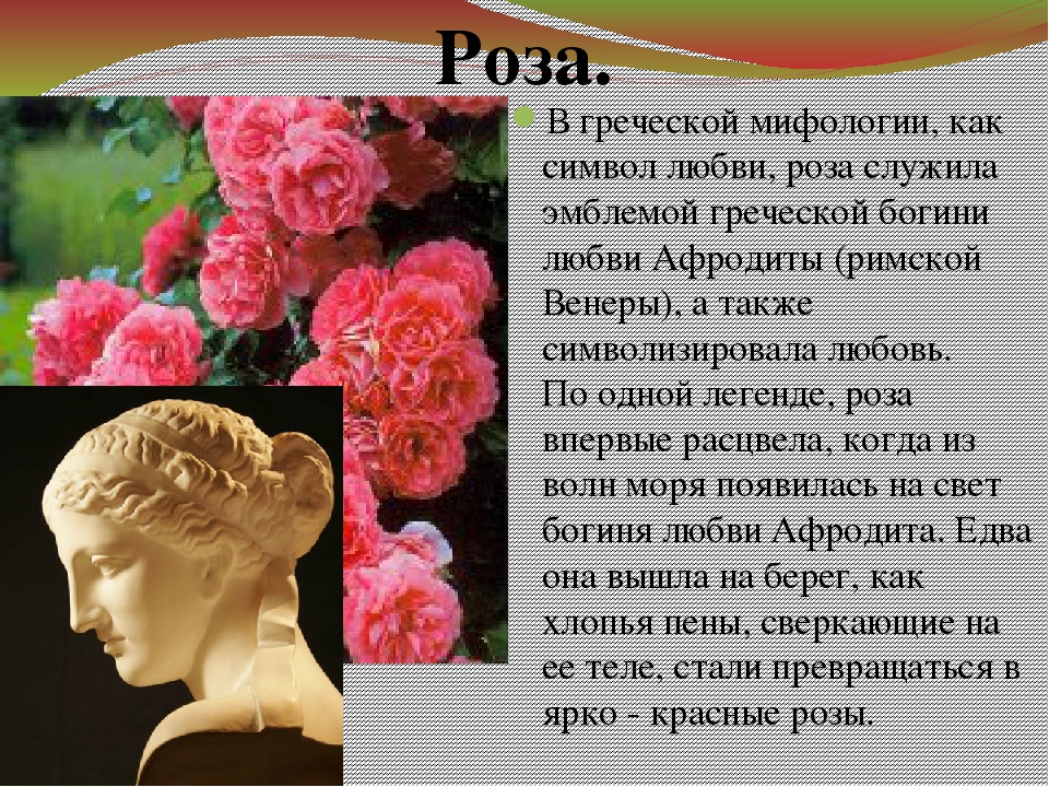 Розу 2 и розу 4. Цветы в греческой мифологии. Роза в древней Греции. Роза в греческой мифологии. Цветы древней Греции розы.