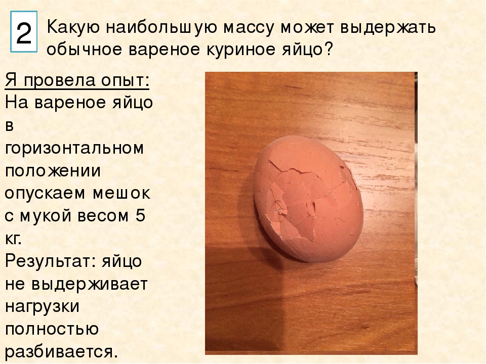 Можно собаке давать яйцо вареное. Прочно ли куриное яйцо. Обычное куриное яйцо. Проект на тему куриное яйцо. Прочность скорлупы куриного яйца.