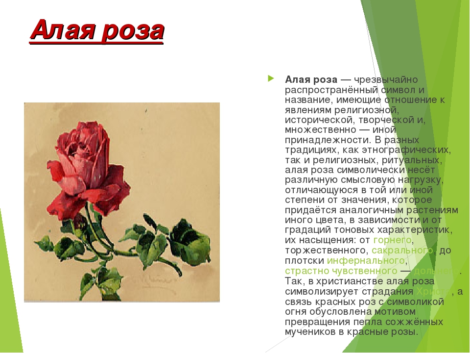 Что означает розовое красное. Красные розы на языке цветов. Язык цветов розы.