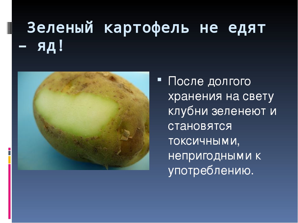 Что потребляют в пищу у картофеля. Зеленые клубни картофеля. Зеленоватая картошка. Зелёный картофель опасен. Картошка слегка позеленела.
