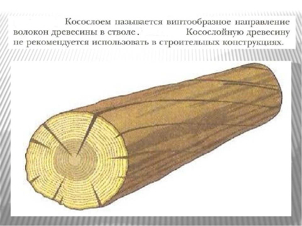 Поперечное сечение бревна. Пороки строения древесины косослой. Пороки круглых лесоматериалов. Пороки древесины круглых лесоматериалов. Направление волокон древесины.