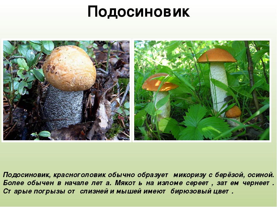 Интересные факты о подосиновике. Сообщение о грибе подосиновик. Подосиновик текст. Характеристика гриба подосиновик.