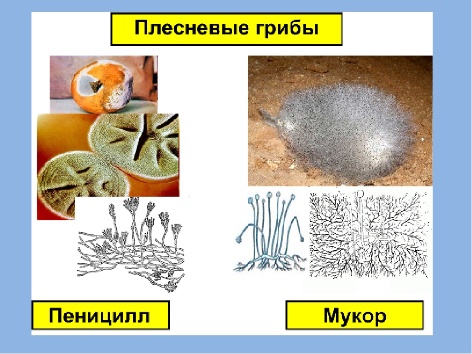 Плесневый гриб мукор относится к. Строение мукора и пеницилла. Строение мукора. Мукор пеницилл аспергилл. Гриб мукор и пеницилл.