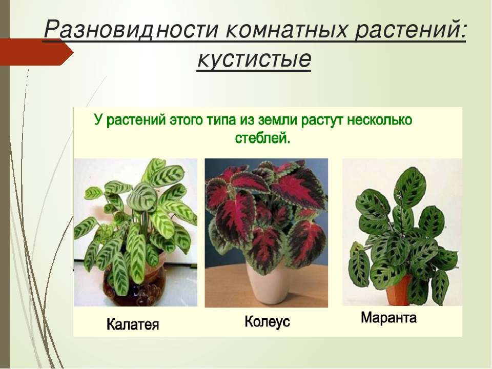 Вид комнатных. Разновидности комнатных растений. Слайд комнатные растения. Комнатные растения внешний вид. Комнатные растения презентация.