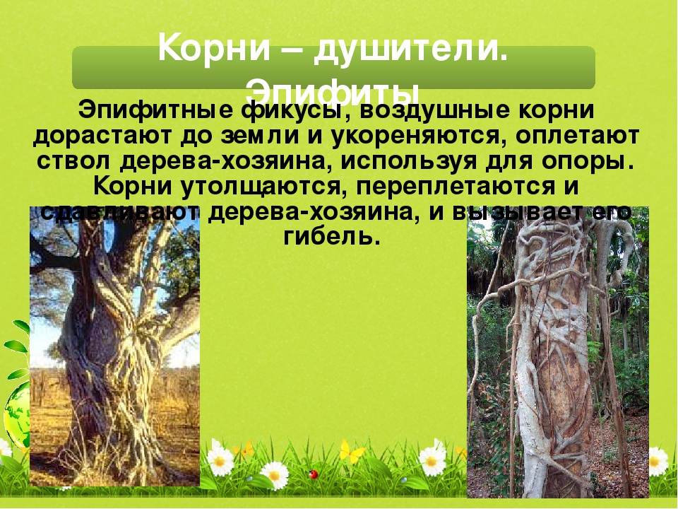 Отношения между деревом и эпифитом. Воздушные корни эпифитов. Интересные факты о корнях. Интересные факты о корневище. Растения Эпифиты примеры.